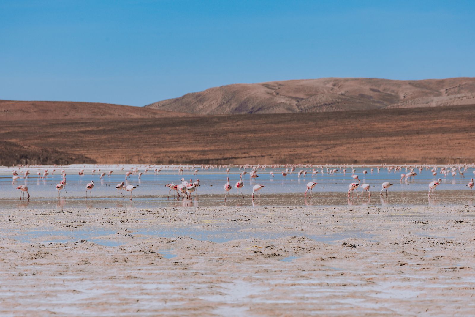 Flamencos en la laguna del Salar de Surire
