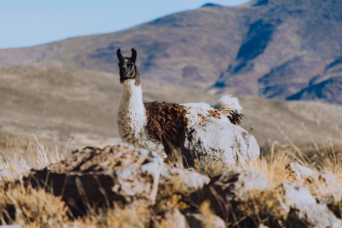 Llama entre las rocas del altiplano