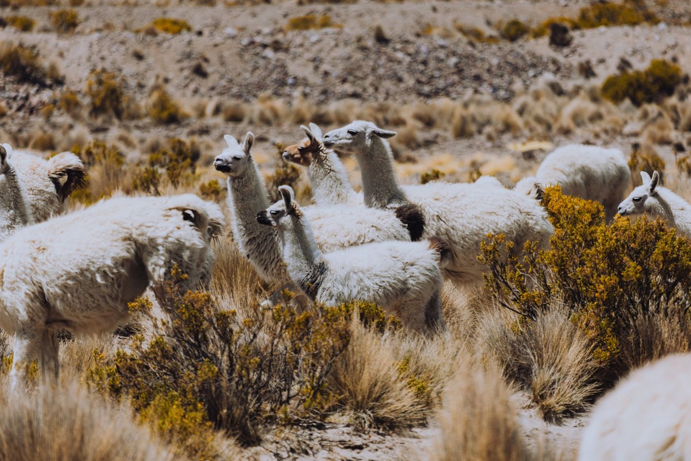 Llamas entre la vegetación del altiplano