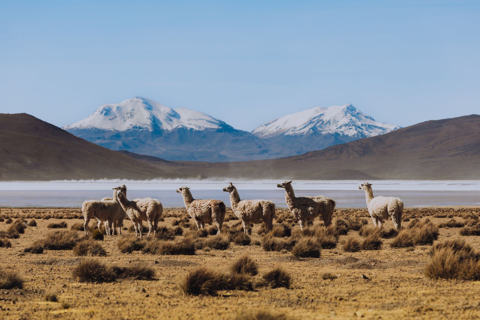 Llamas junto al salar con volcanes nevados