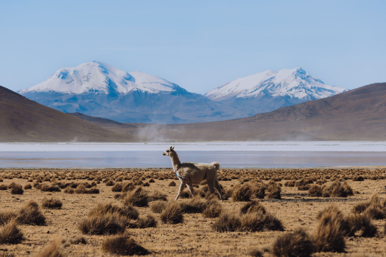 Llama frente a los nevados del altiplano